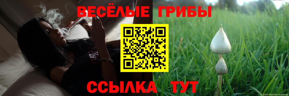 Псилоцибиновые грибы Psilocybe Самара
